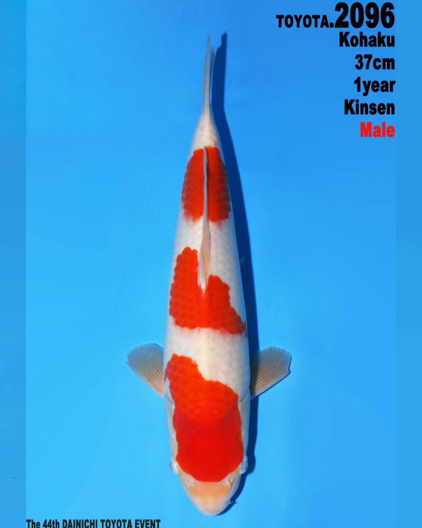 Kohaku