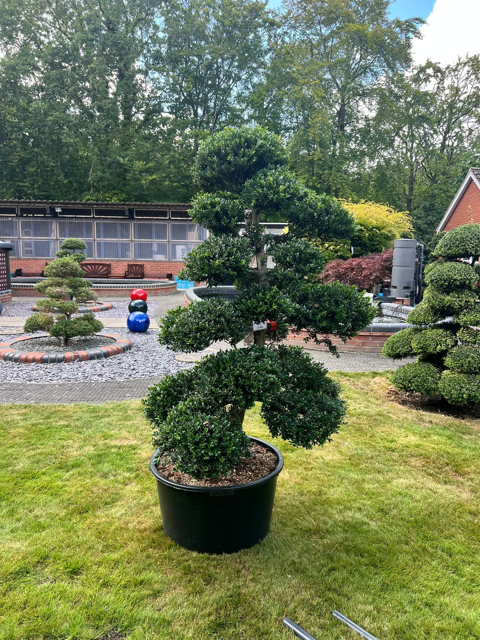 cloud bonsai tree Cloud Tree 3