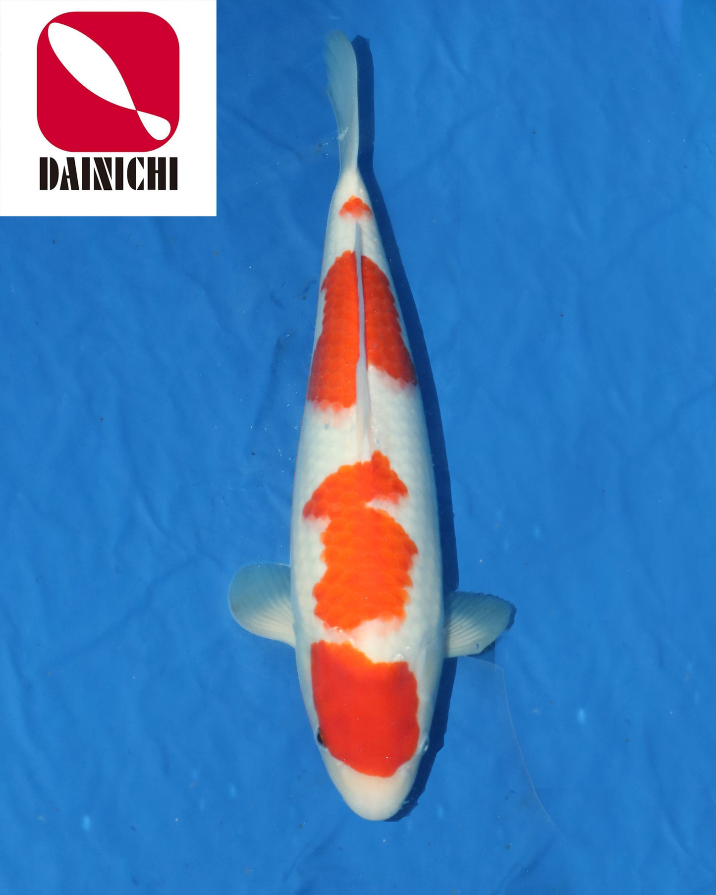 Kohaku