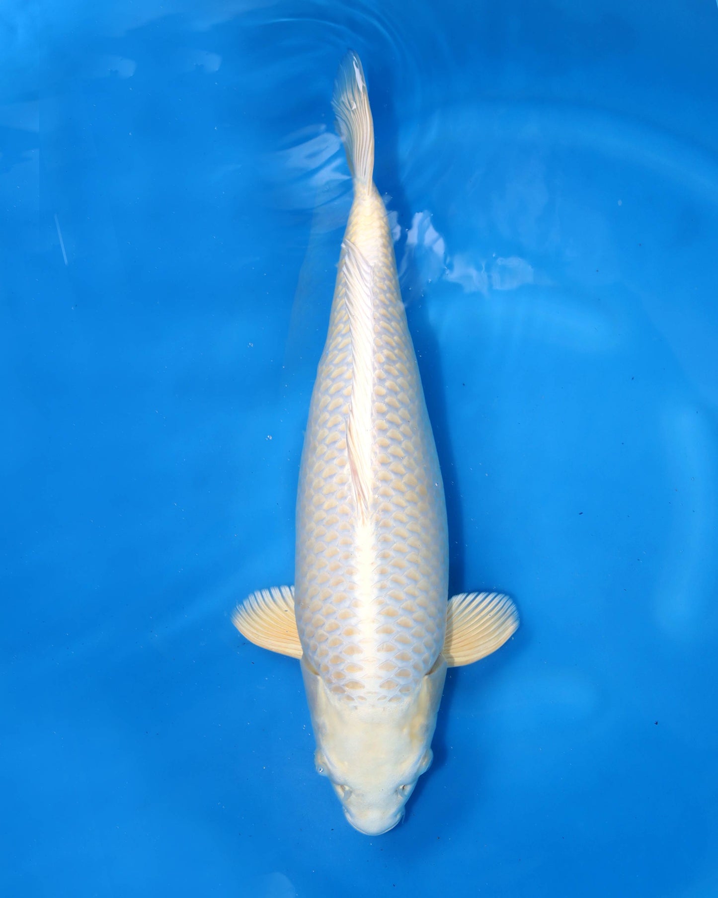 Mucashi Ogon