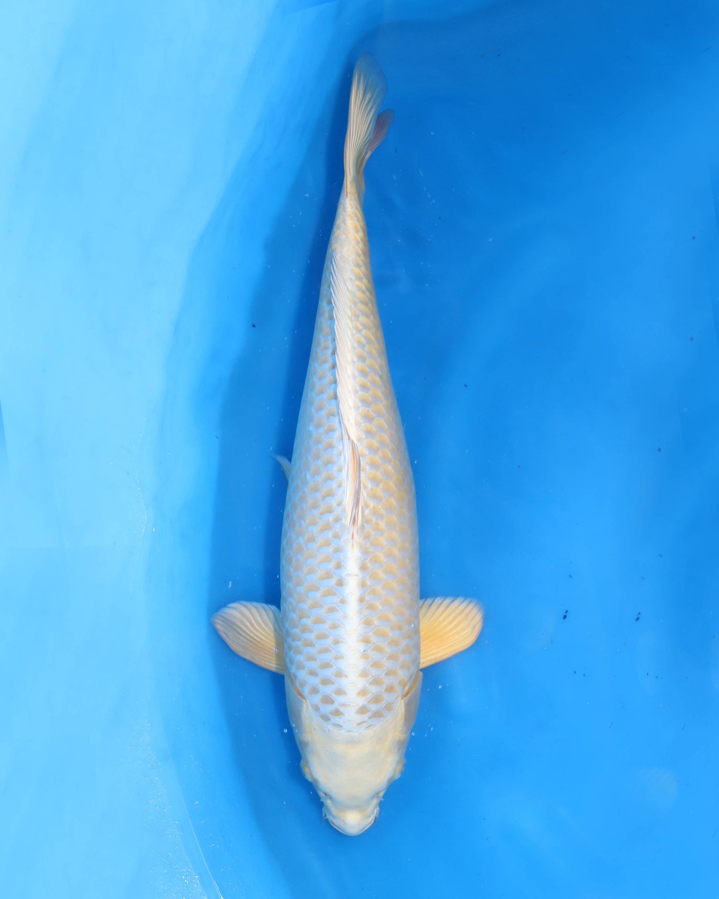 Mucashi Ogon