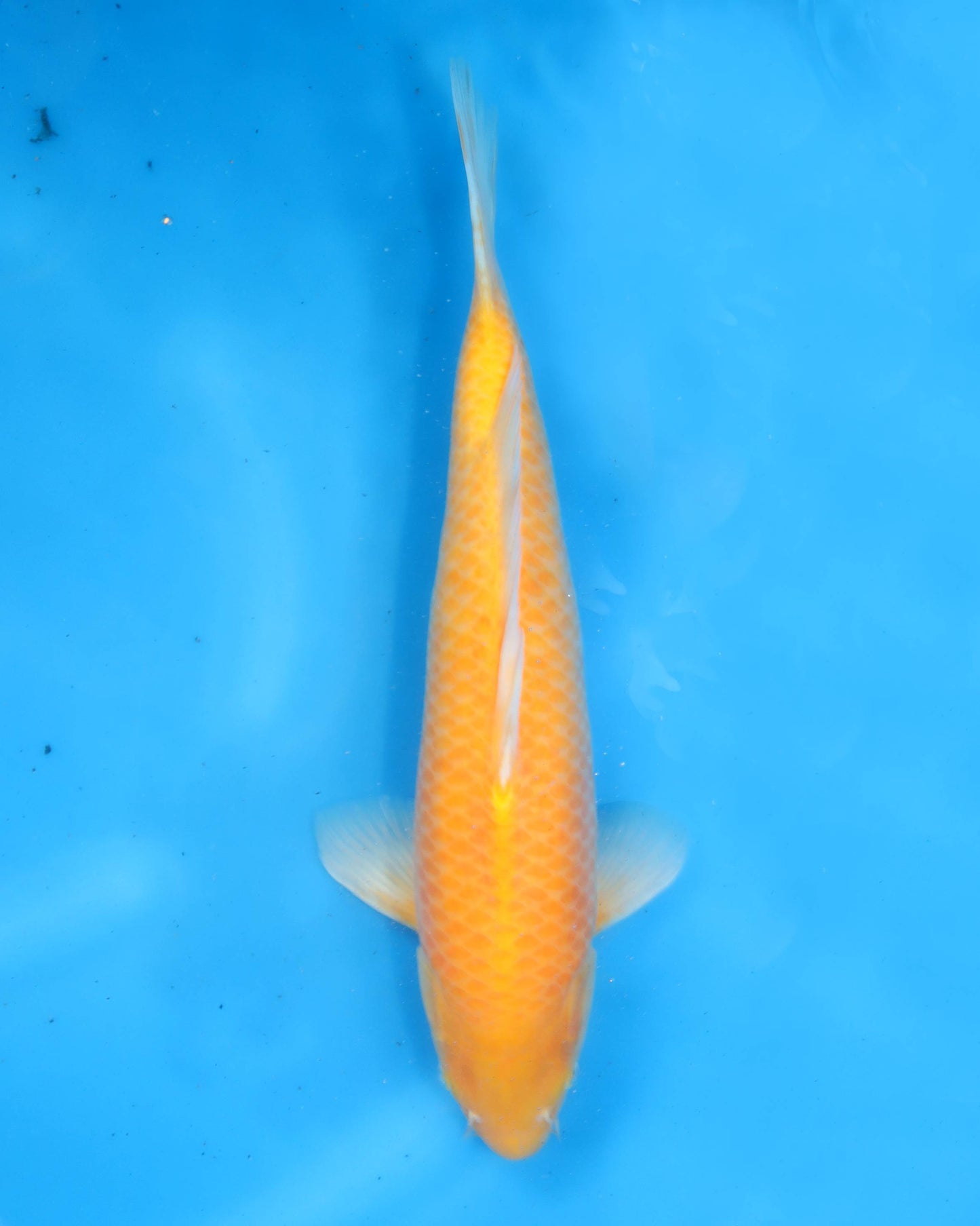 Karashigoi