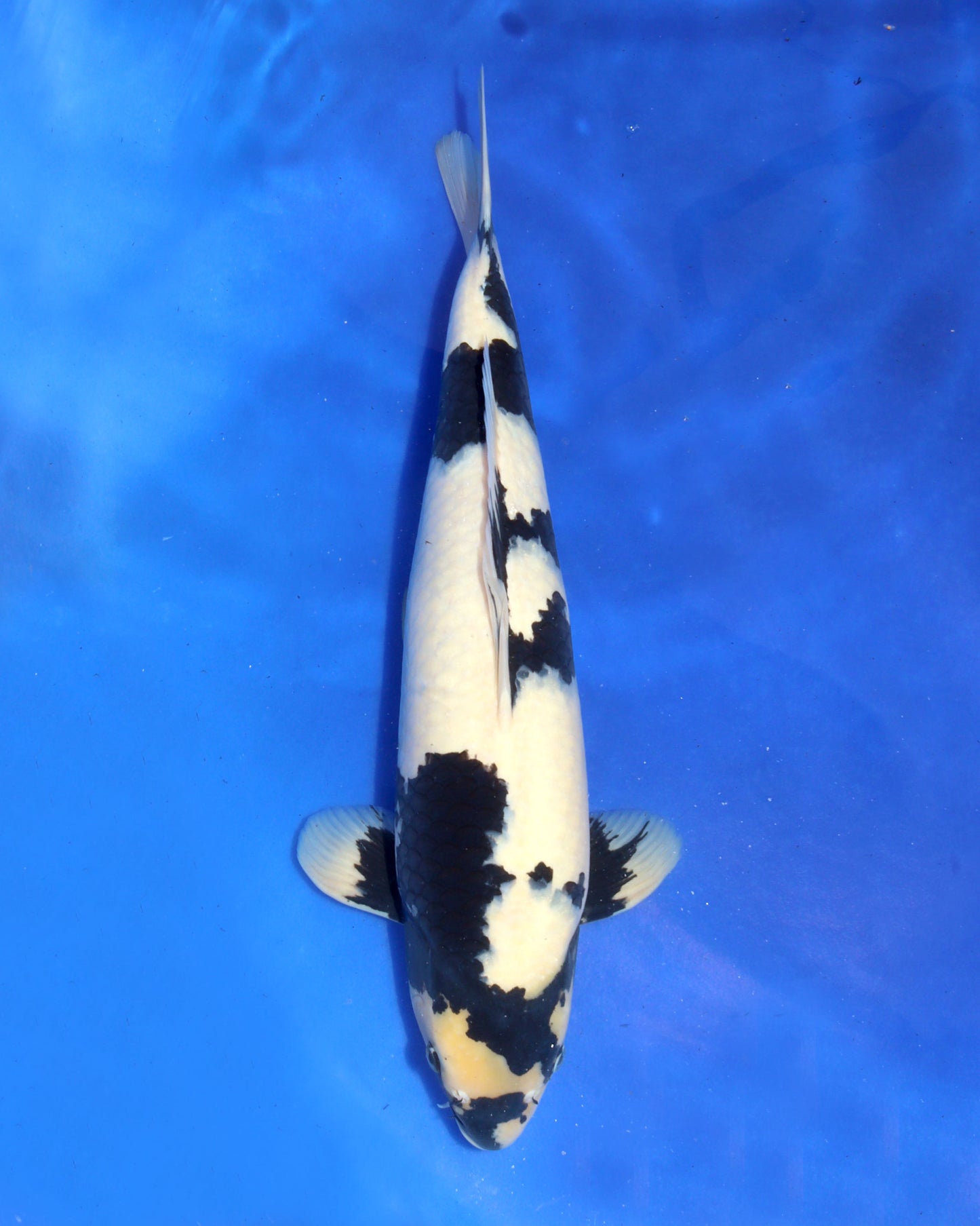 Shiro Utsuri