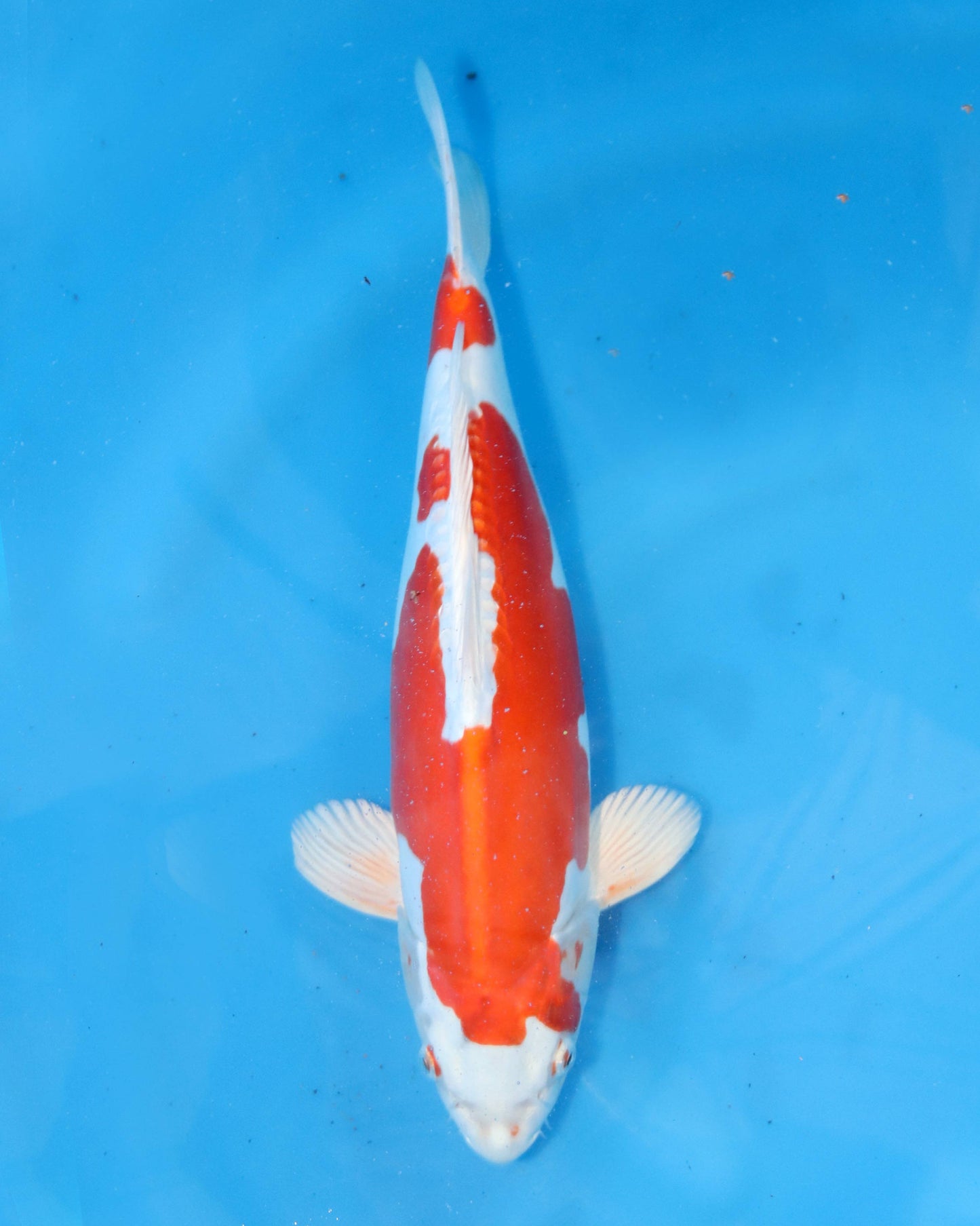 Kikusui