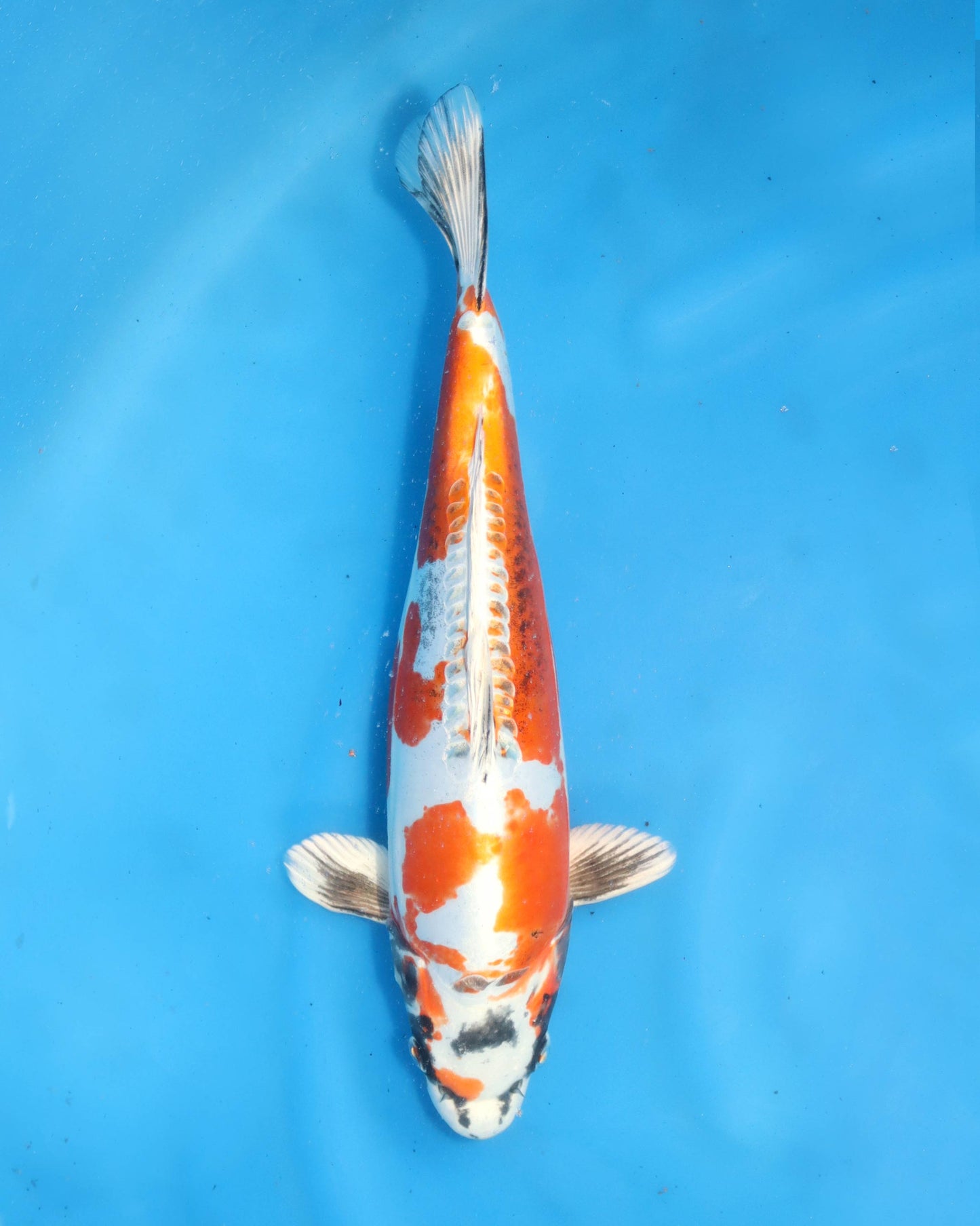 Beni Kikokuryu