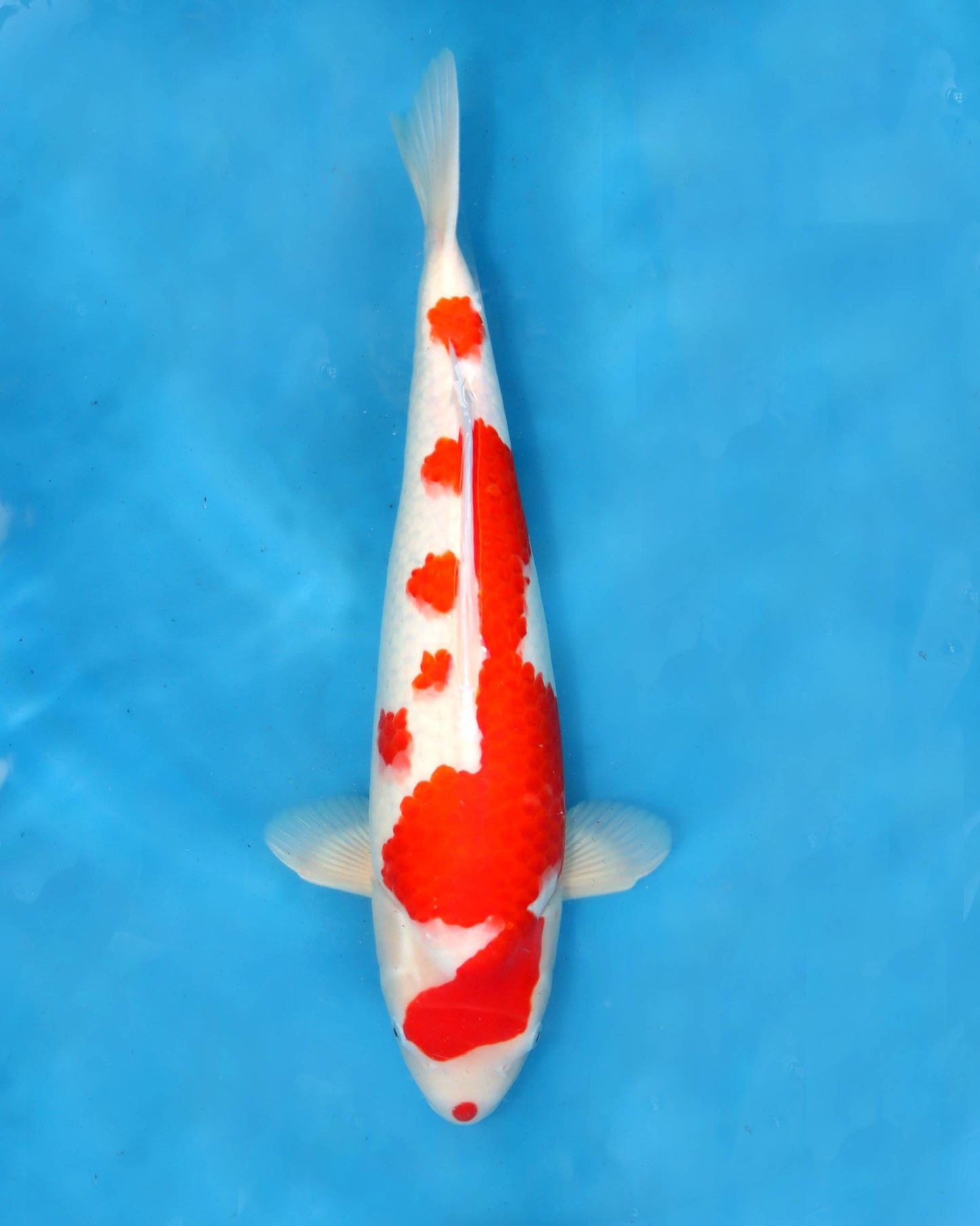 Kohaku