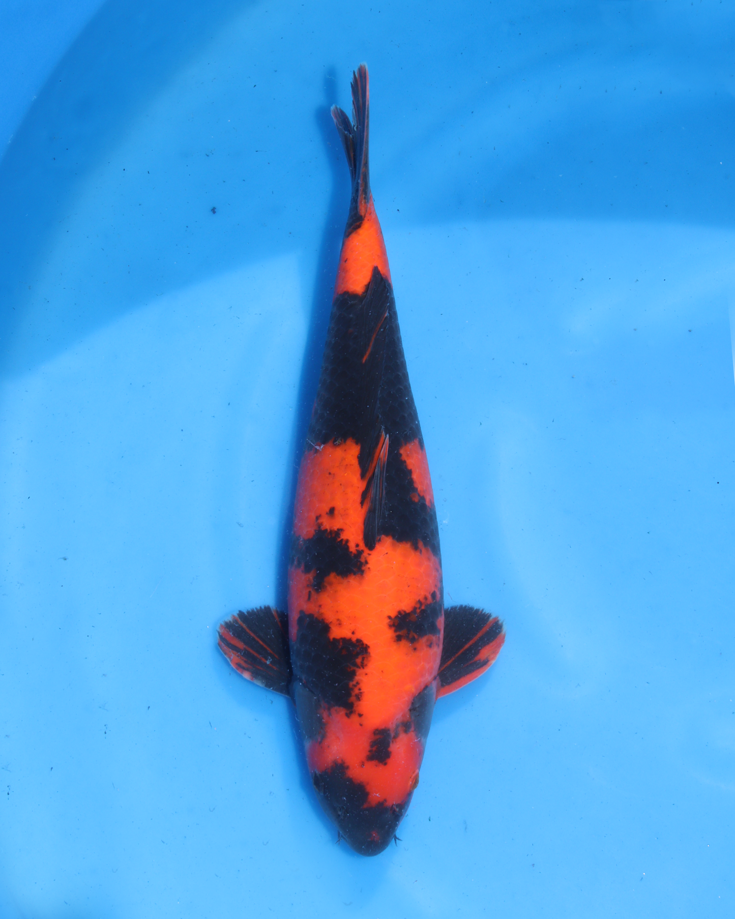 HiUtsuri