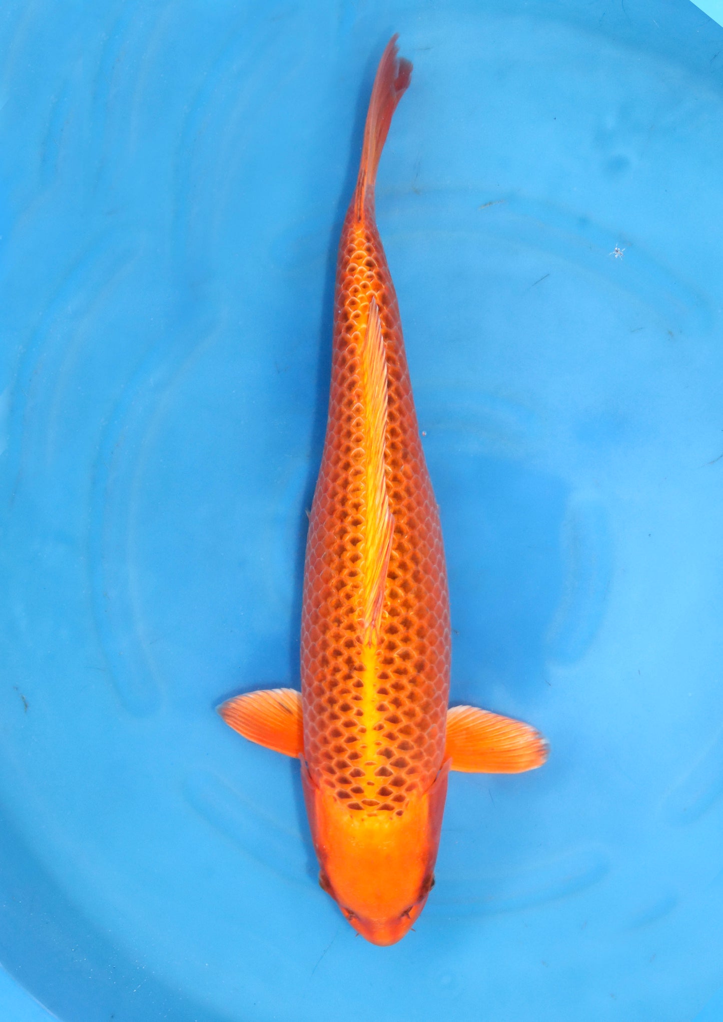 Kin Matsuba