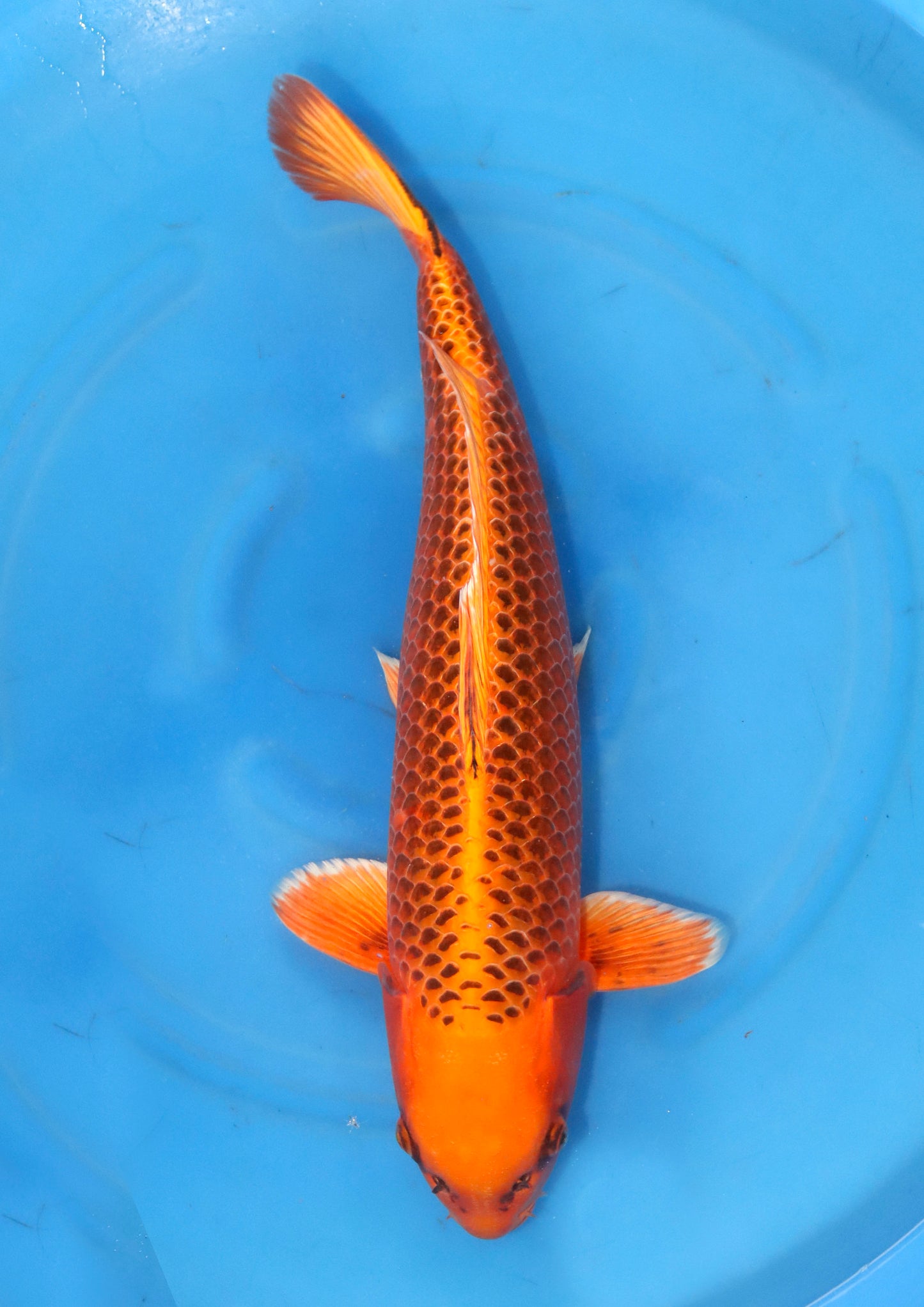 Kin Matsuba