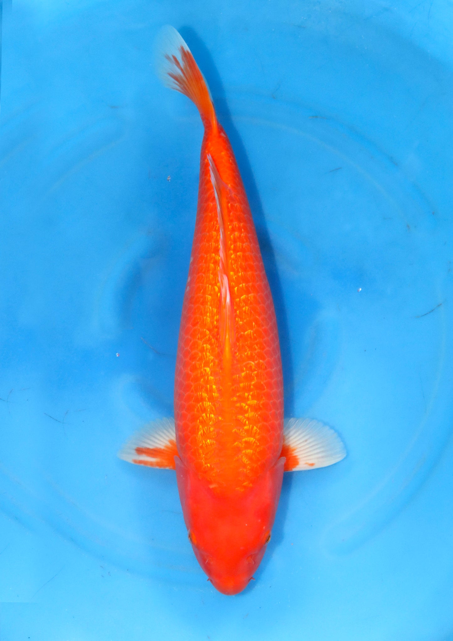 Ginrin benigoi