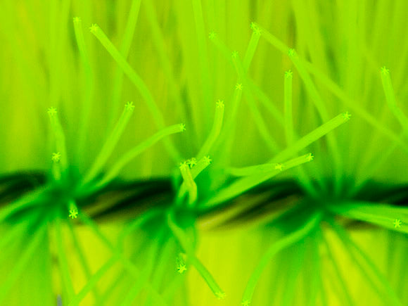 Mountain Tree Cross Filter Brush Grade:AA Dia12X50CM