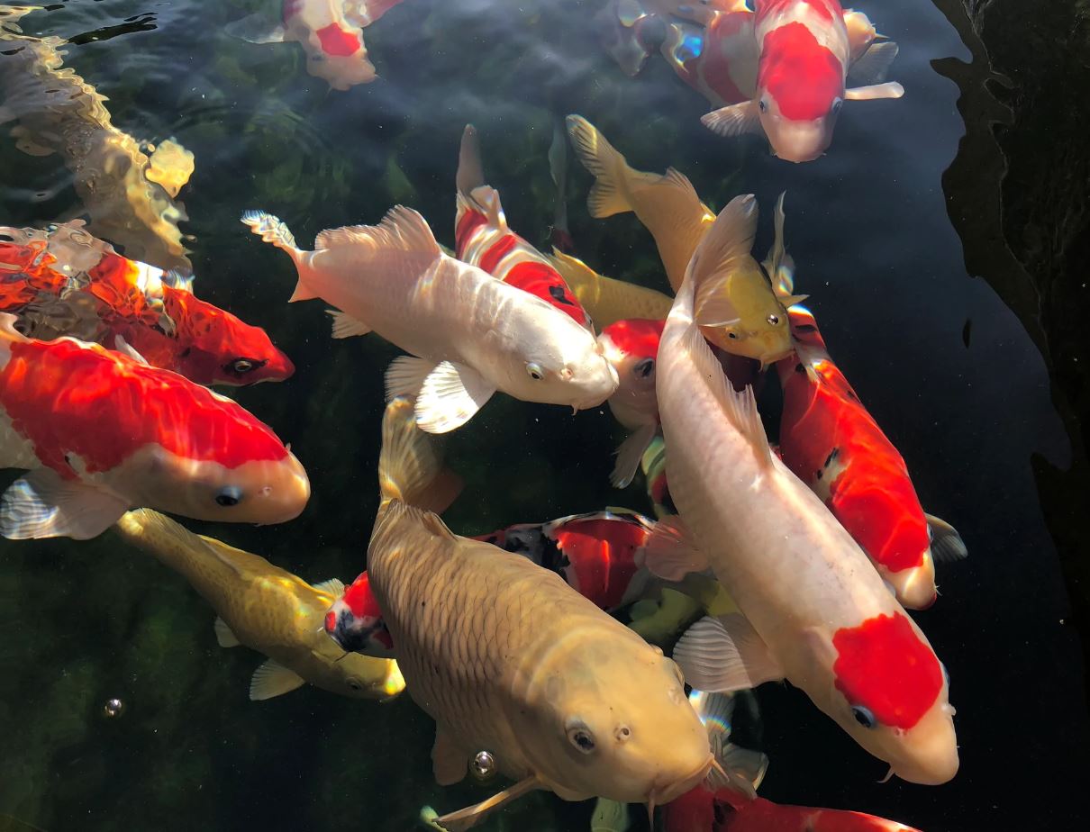 Japanese Koi Carp For Sale - Selective Koi Sales