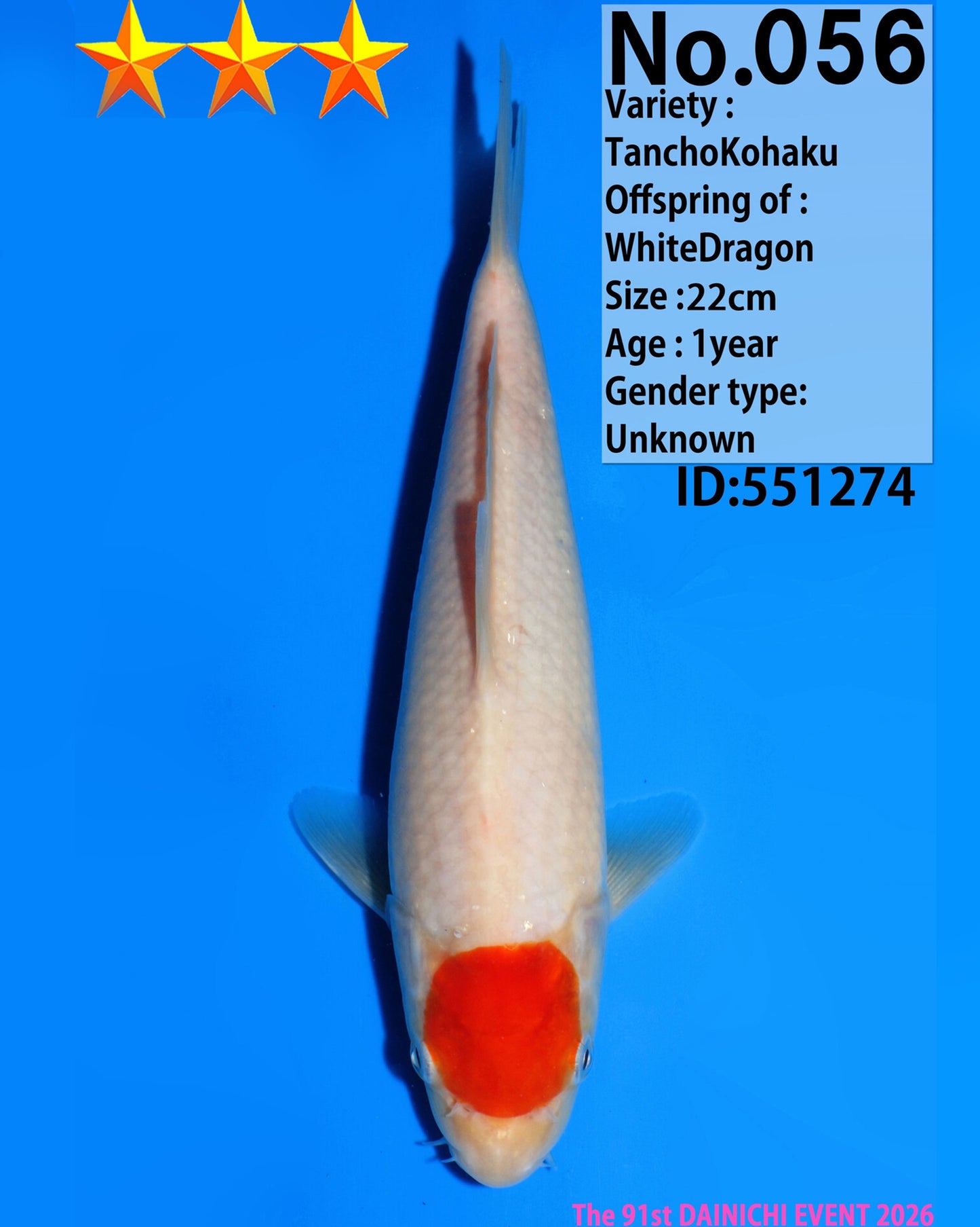 Tancho Kohaku