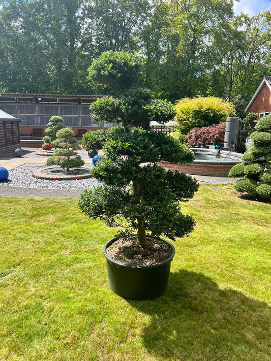 Cloud Tree 12 - 162cm