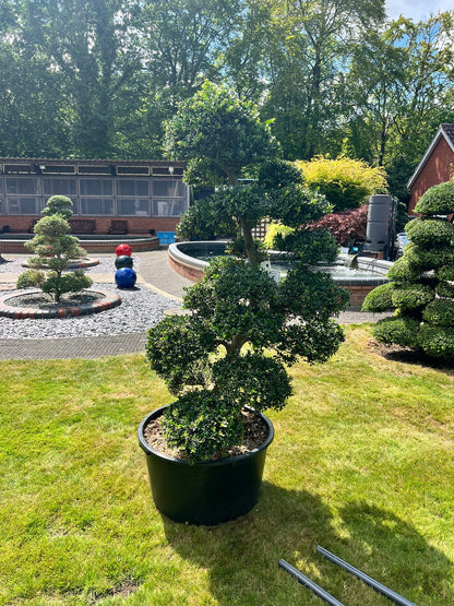 Cloud Tree 14 - 155cm