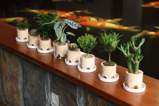 SNG ECO House (includes 24 x ECO house, 24 x media bed + Moss)