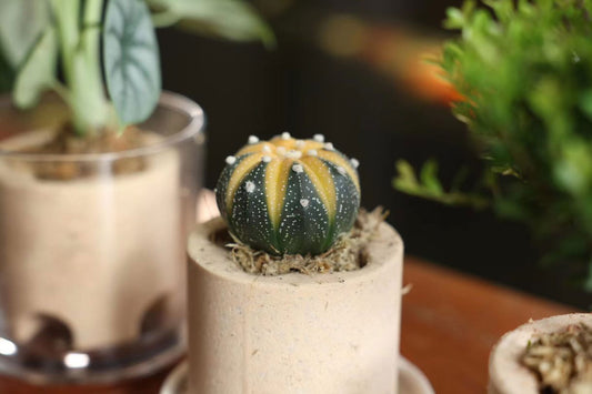 SNG ECO House (includes 1 x ECO house, 1 x media bed + Moss)