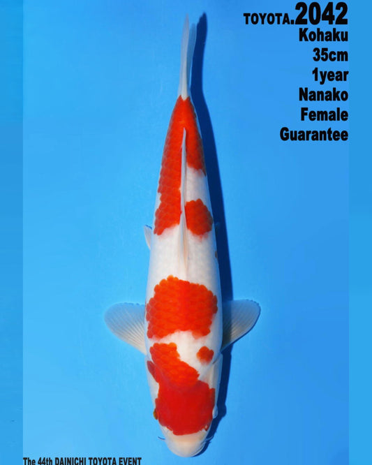 Kohaku