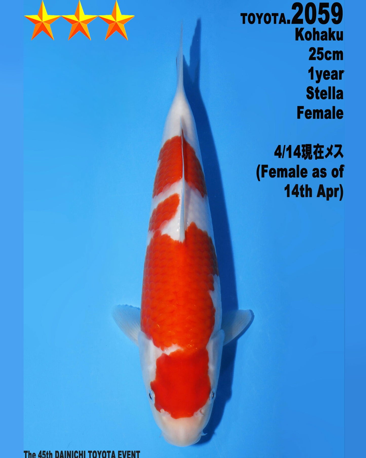 Kohaku
