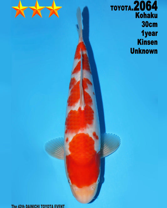 Kohaku