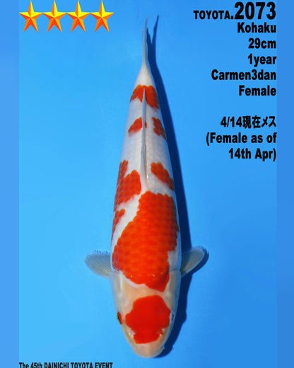 Kohaku