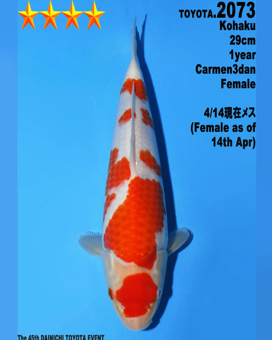 Kohaku