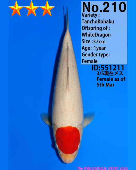 Tancho Kohaku