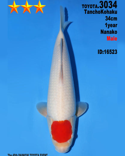 Tancho Kohaku