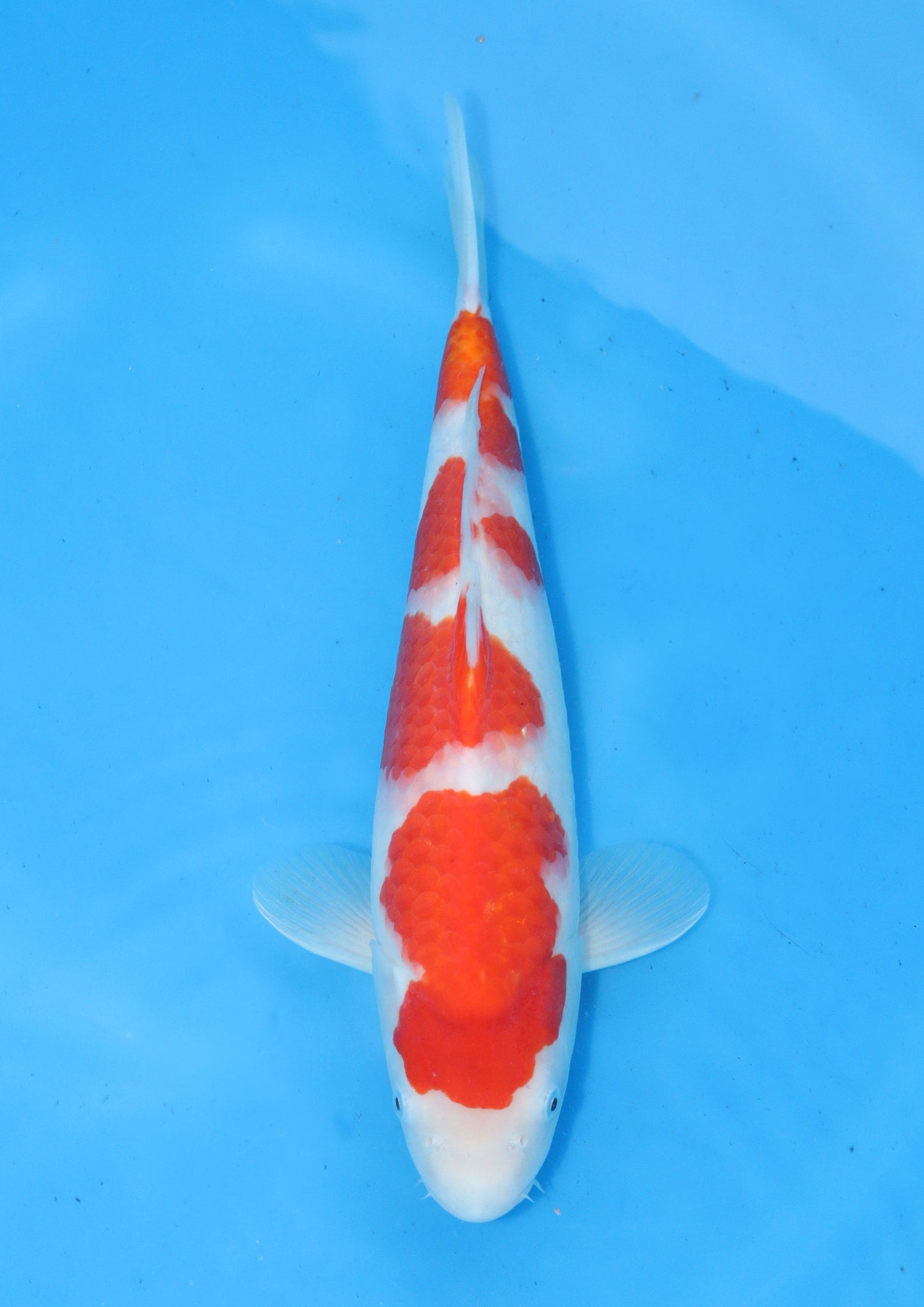 Kohaku