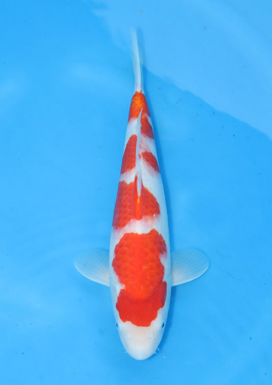 Kohaku