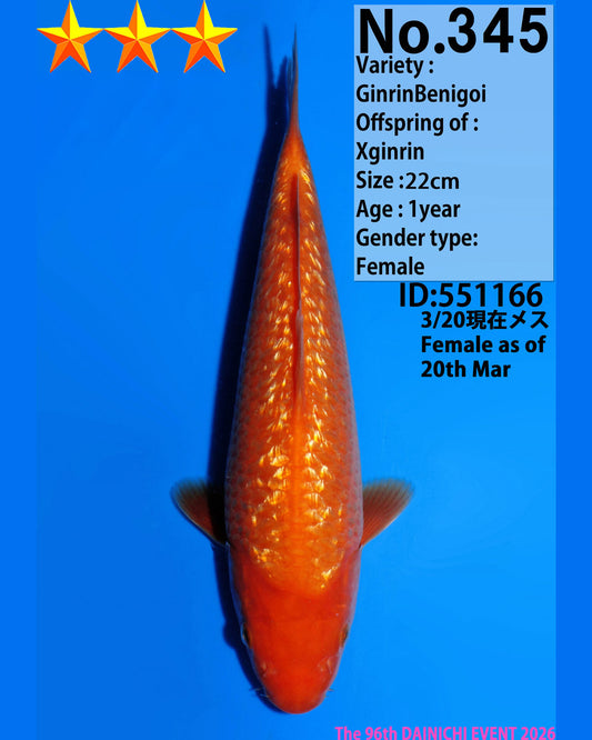 Ginrin Benigoi
