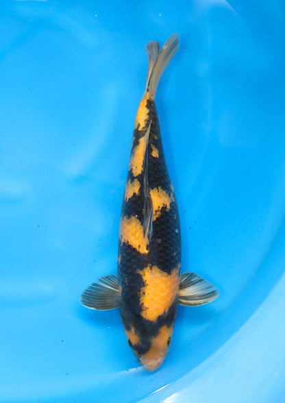 Ki-Utsuri