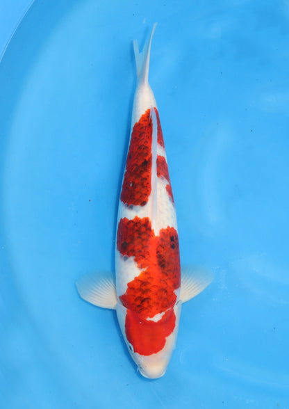 Koromo