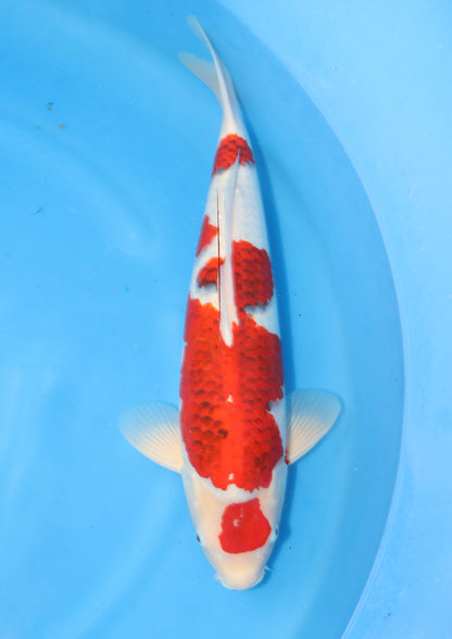 Koromo