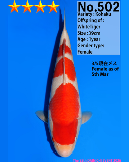 Kohaku