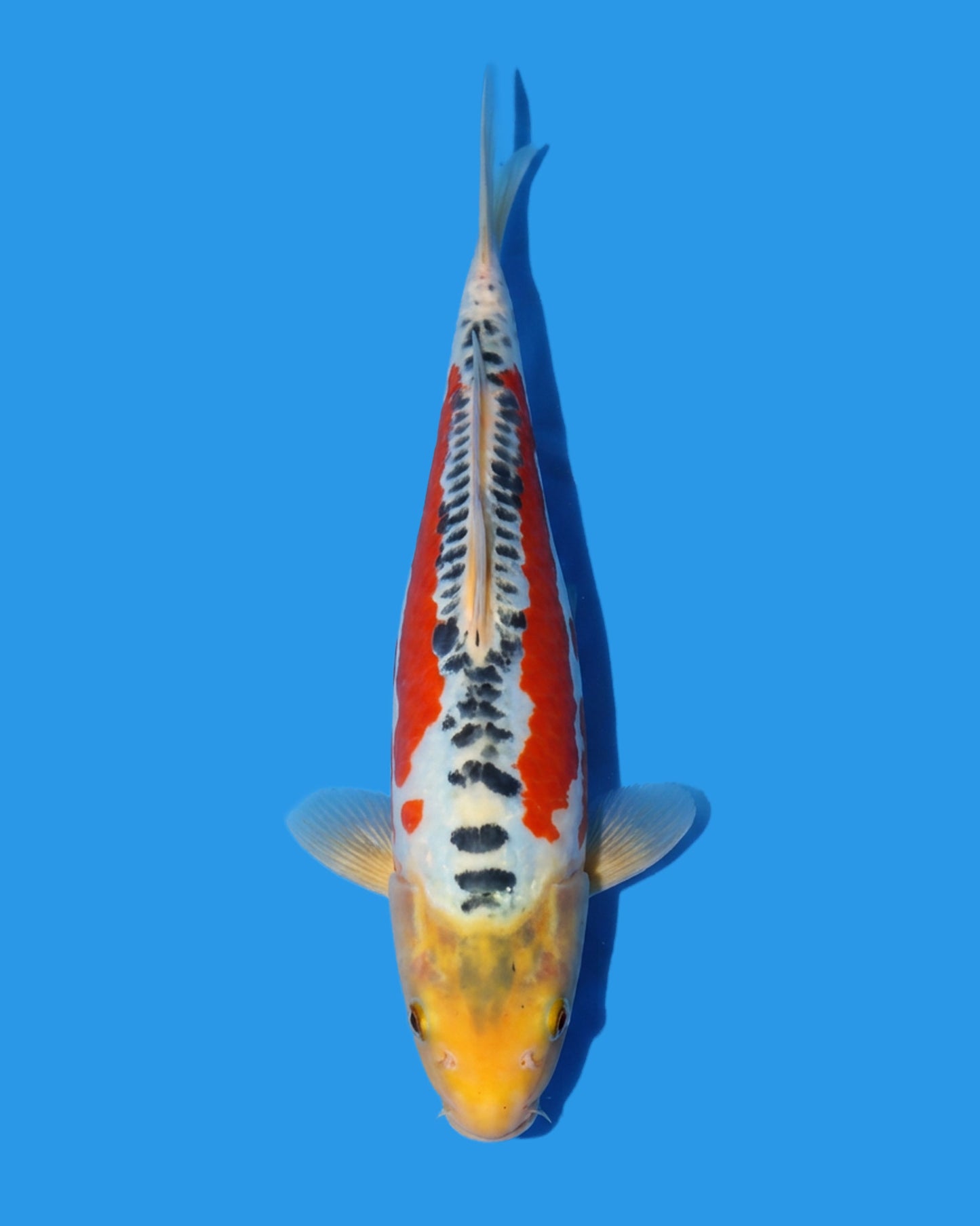 Shusui