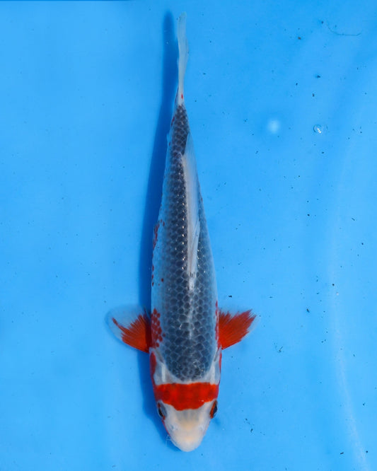 Asagi