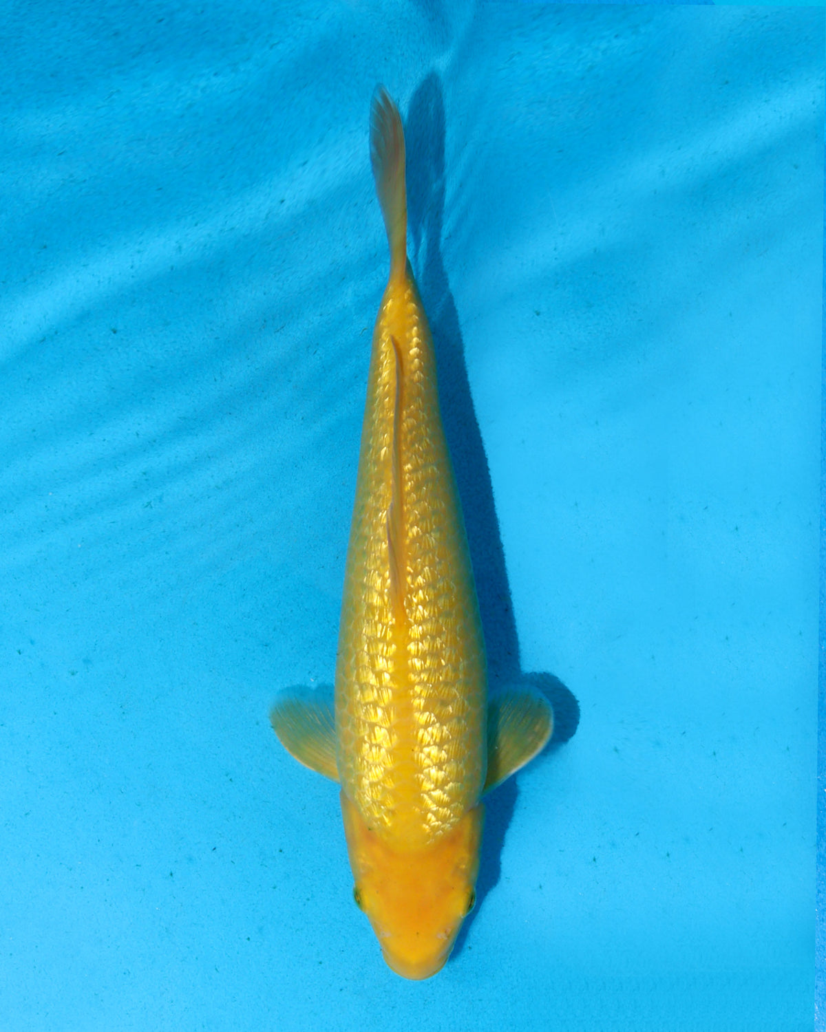 Yellow Monkey