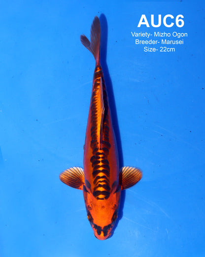 Mizho Ogon