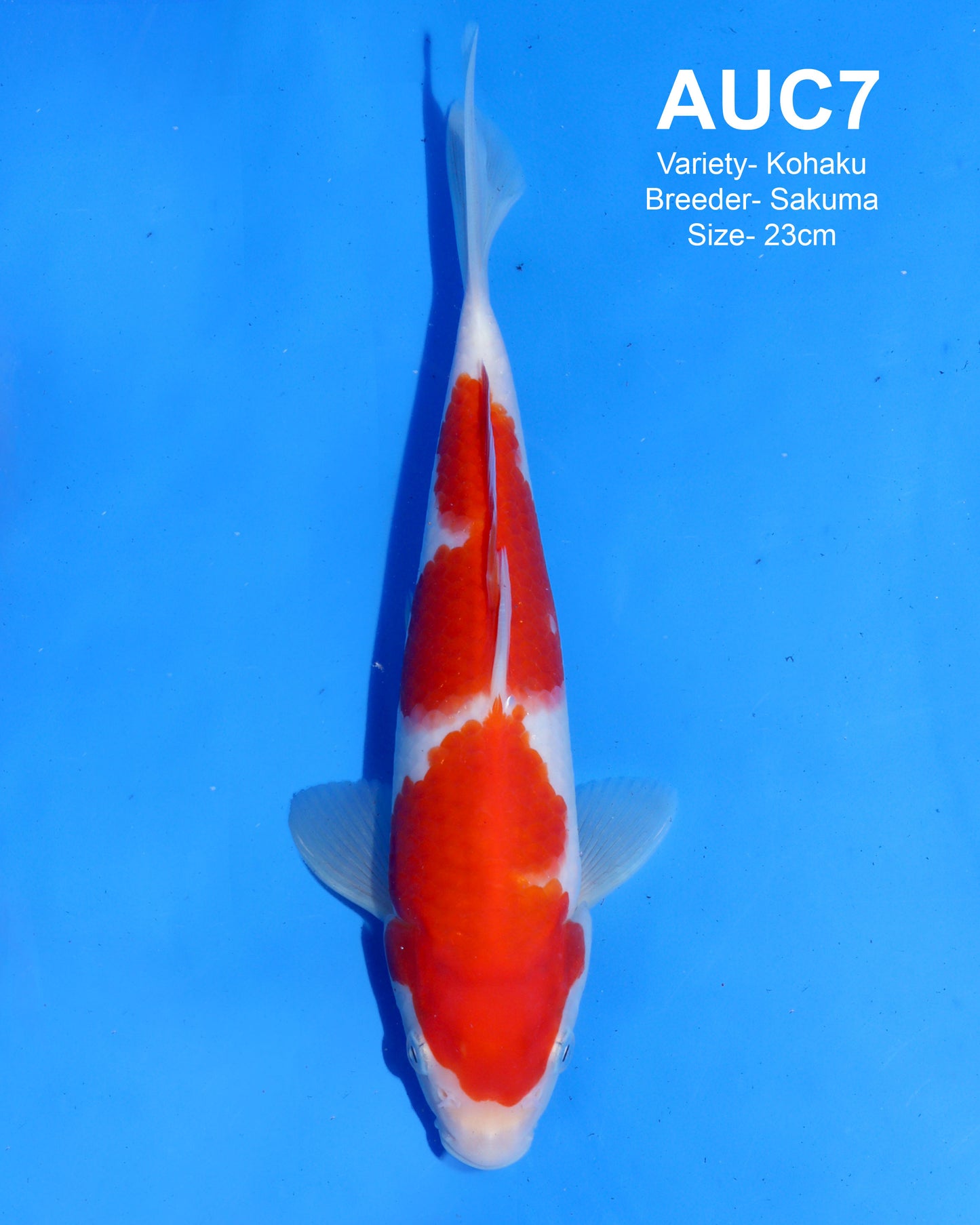 Kohaku