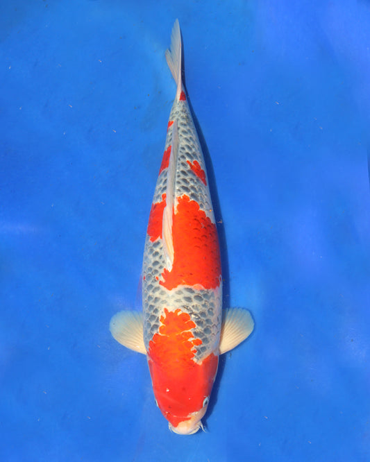Goshiki