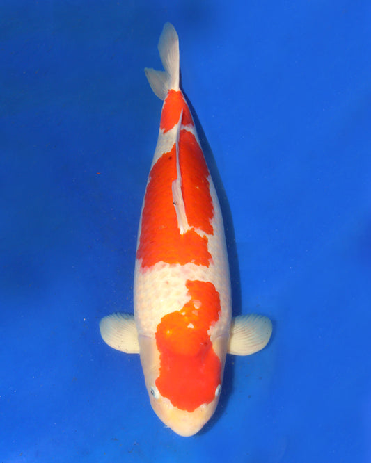 Kohaku