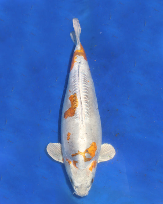 Beni Kikokuryu