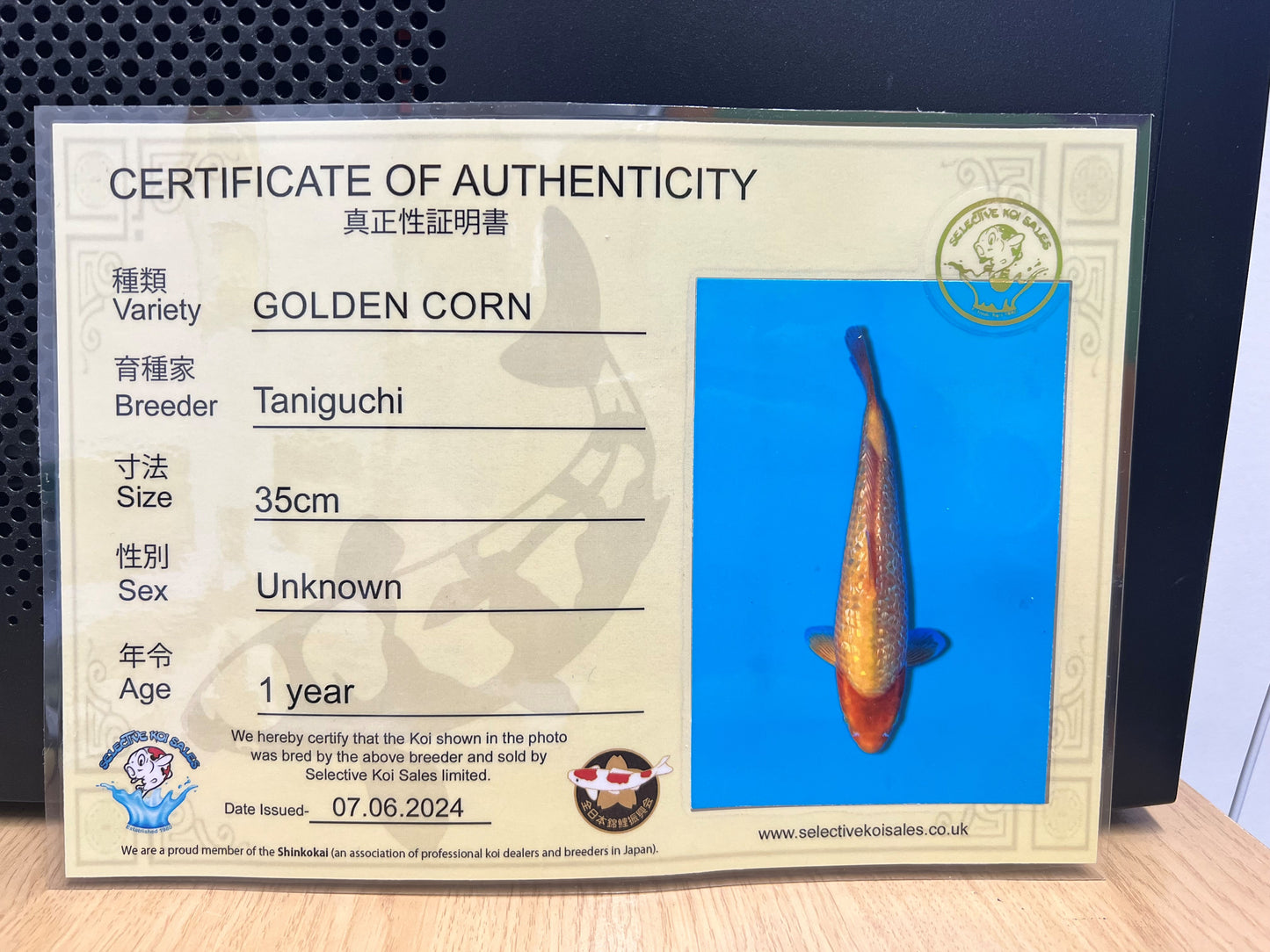 Golden Corn