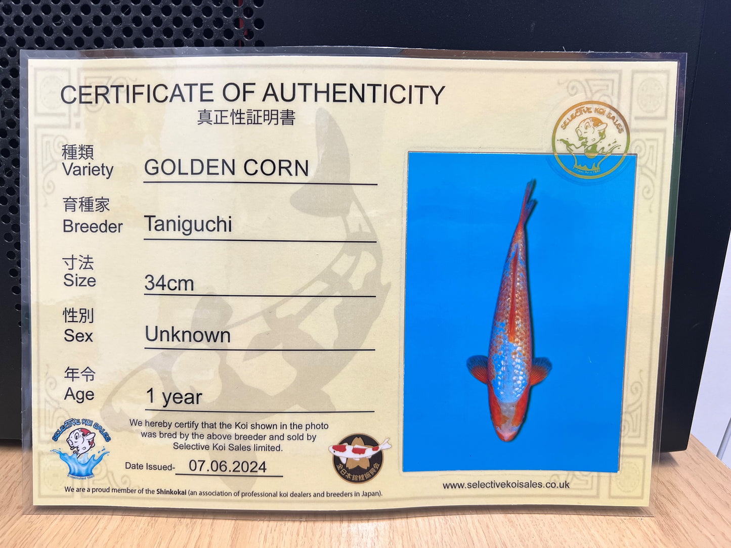 Golden Corn