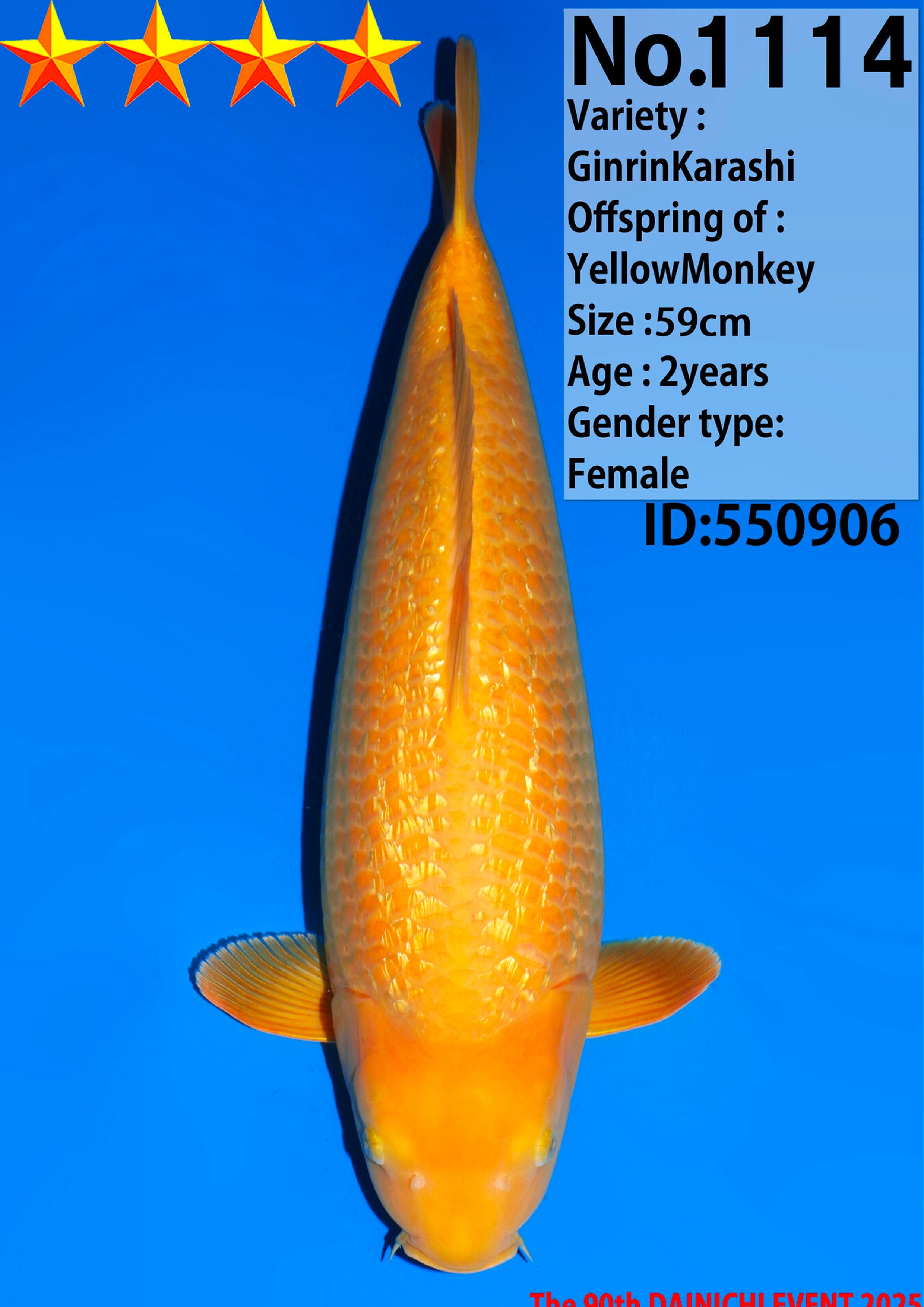 DAIN9.jpg?v=1762956187&width=1920
