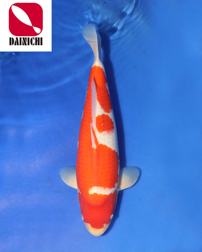 Kohaku