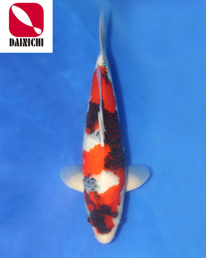 Showa