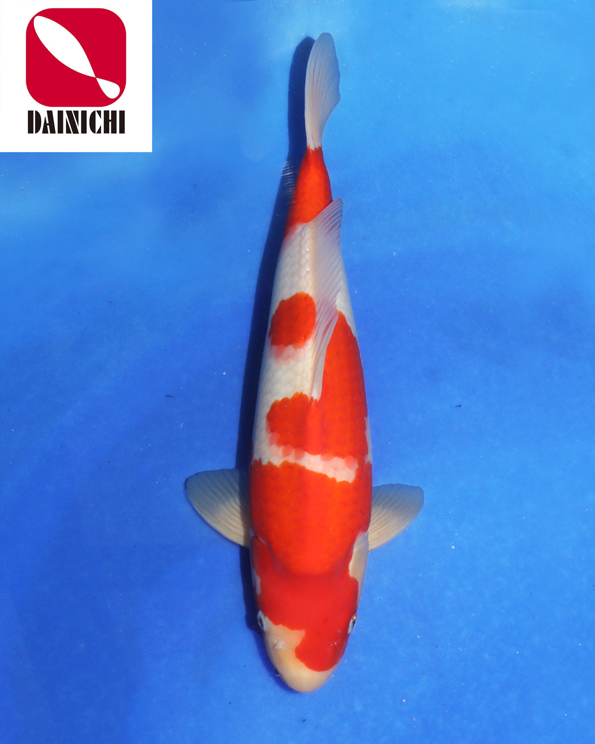 Kohaku