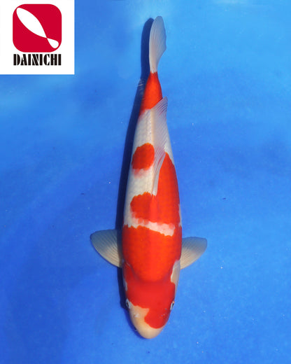 Kohaku